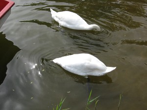  Łabędzie 