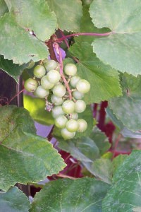 wine